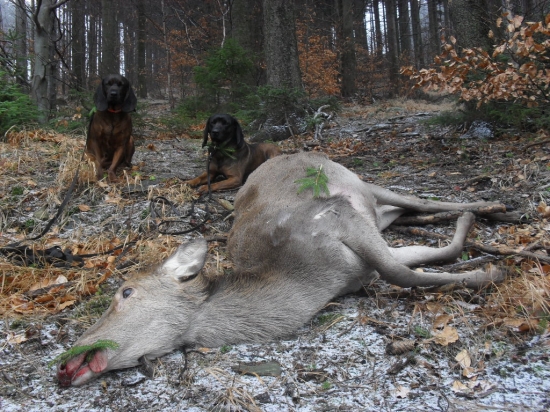 Ani v neděli nedají pokoj.....:-)