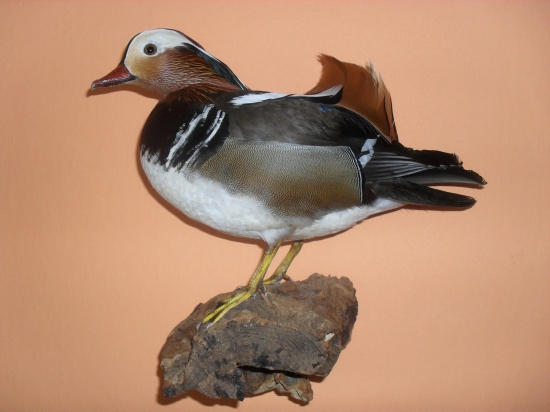 Mandarinka