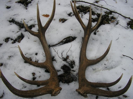 dnes ráno 20 m od seba