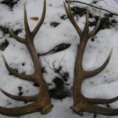 dnes ráno 20 m od seba