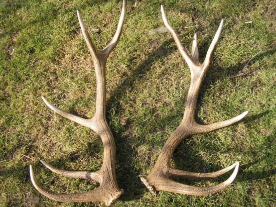 druhá pára tento rok