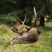 Jelen -NP Šumava