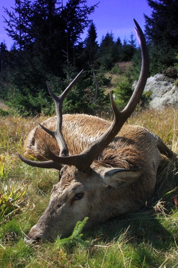 Hostův jelen z letošní říje