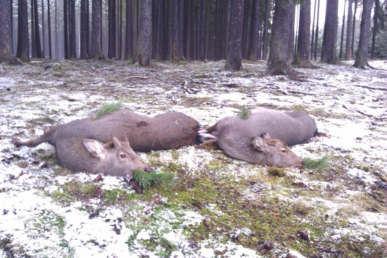 Lednové ranní úlovky