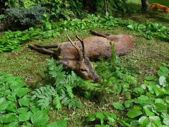 Srnec ulovený s hostem