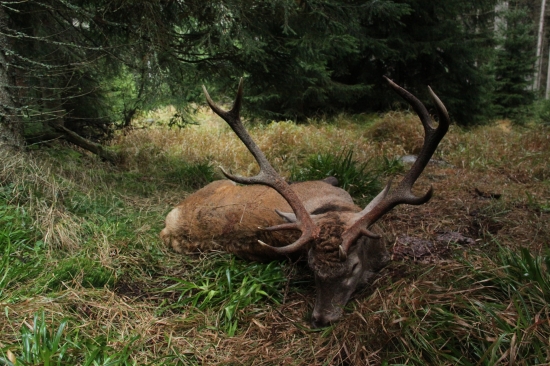 NP Šumava Jelen od Slatinného potoka
