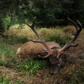 NP Šumava Jelen od Slatinného potoka