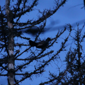 tetřeví tok dnes ráno np šumava