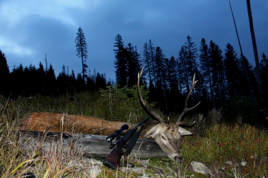 NP Šumava a můj jelen z letošní říje