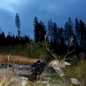 NP Šumava a můj jelen z letošní říje