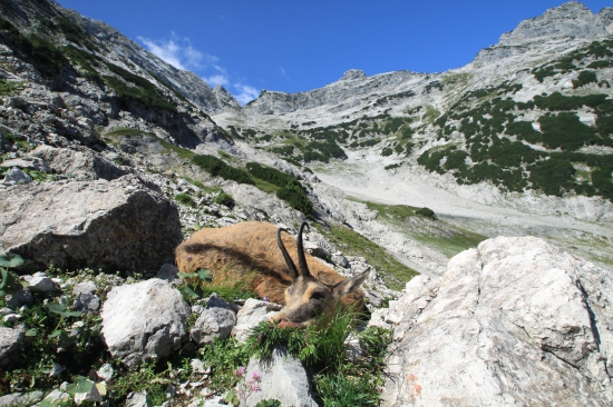 Dárek od kamaráda k narozeninám kamzice 17 let