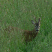 kolik roků myslíte???