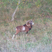 jěště dva roky a bude dobrý