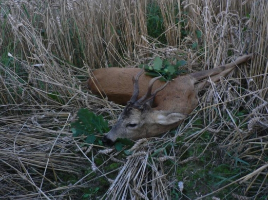 minulý rok pobodaný od jiného srnce po vyvržení 9,5 kg