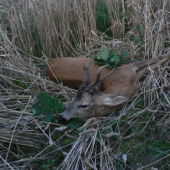 minulý rok pobodaný od jiného srnce po vyvržení 9,5 kg