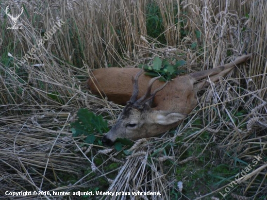 minulý rok pobodaný od jiného srnce po vyvržení 9,5 kg