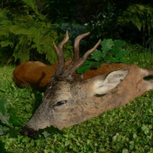 a ještě jedna už doma