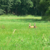 starý žene mladého
