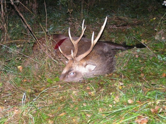 sika - 2008