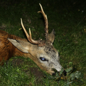 Tak tohle je srnec z Id 69461nakonec mi byl dopřán až koncem doby odstřelu