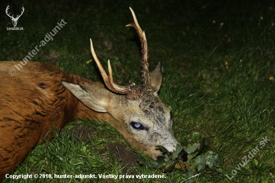 Tak tohle je srnec z Id 69461nakonec mi byl dopřán až koncem doby odstřelu