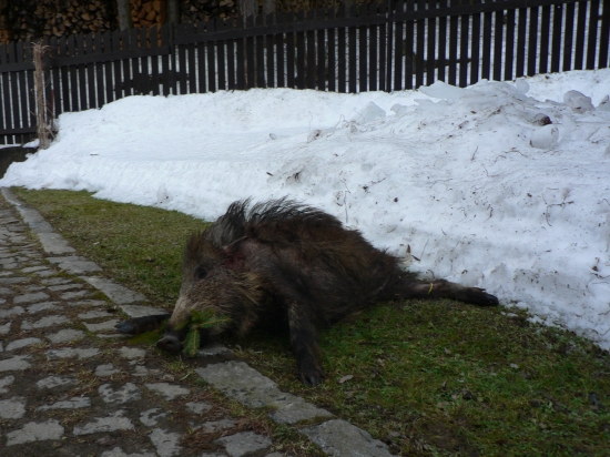 Letošní první - není to obr ale moc potěšilo