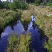 Jedna z toulek při jelení  říji