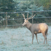 Jelen Milu (Davidův) - u kamaráda v oboře