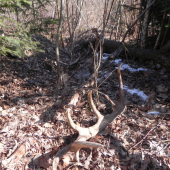 Vcerajsie kamaratove prve v zivote cerstve neskutocna radost...