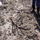 Pravidelny 14-torak kamaratov...