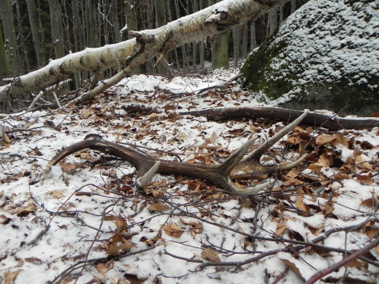 To je on 16-torak moj prvy