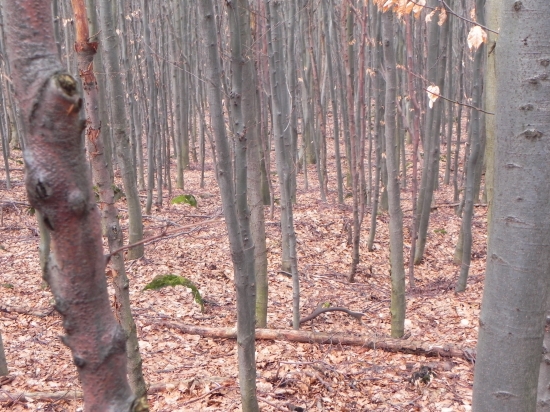 Prvy pohlad iny zhod