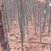 Prvy pohlad iny zhod