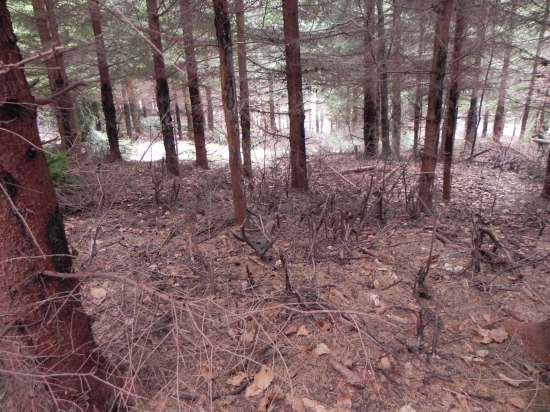 Pred vcerom prvy pohlad