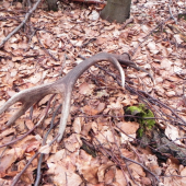 3 v poradi za jeden den