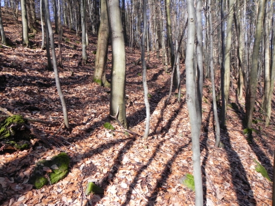 Minulorocny 8-torak prvy pohlad