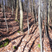 Minulorocny 8-torak prvy pohlad