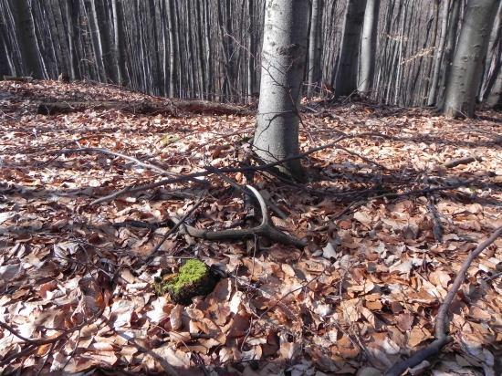 10-Toracik minulorocny