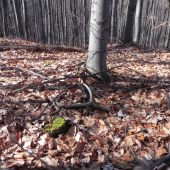 10-Toracik minulorocny