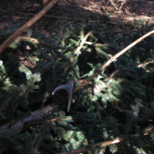 Prvy pohlad uz z blizka