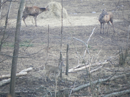 Srncek zo zlomenim parozkom