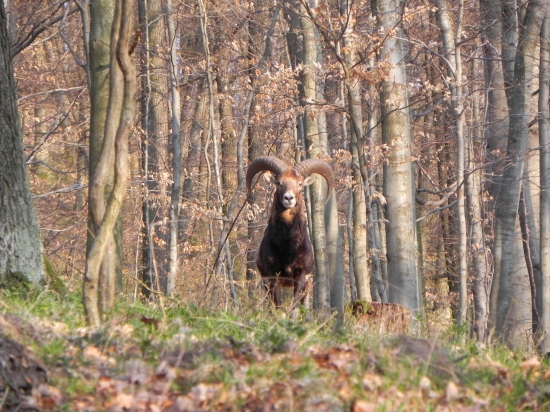Stastne a Vesele prajem vsem a vela , vela darcekov...!