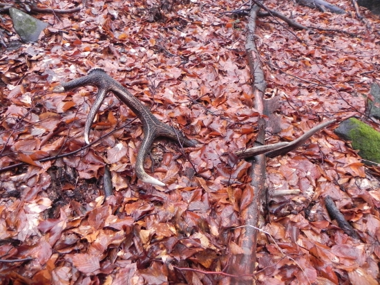 Zabudnuty 2   14-torak