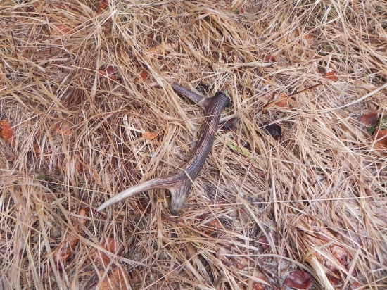 Uz je z neho palicka