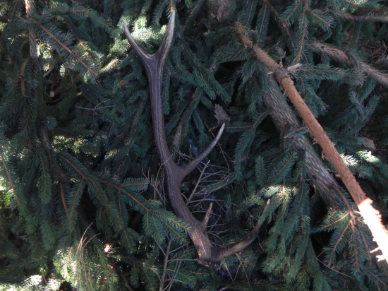 Cerstvucky a uz ho poznacil nejaky hlodavec...!