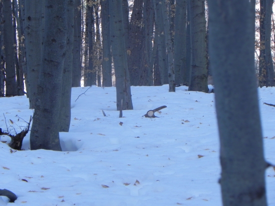 Prvy pohlad - Podarilo sa aj ocinovy o 200m nizsie ako som dohladal par :-D