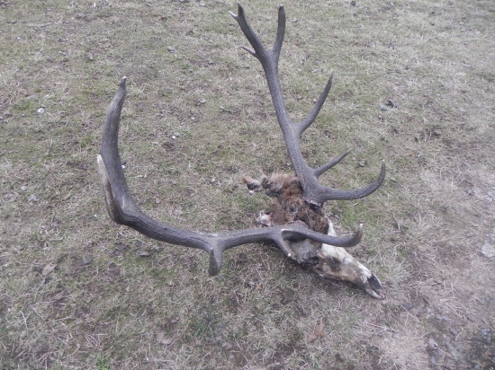 Niekto sa chcel ulakomyt na nom