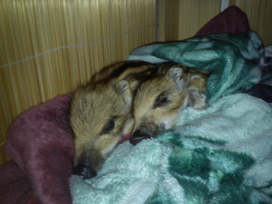 Moje zachranene deti