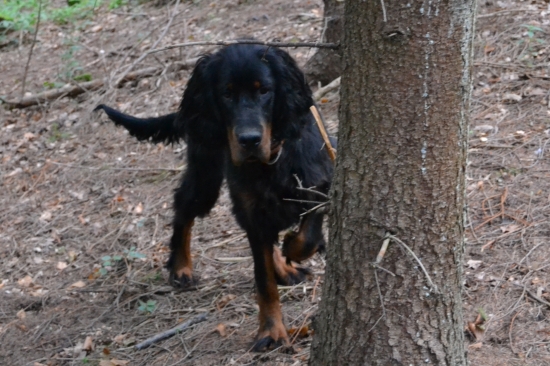 Goro,Zoom z Holubické stráně