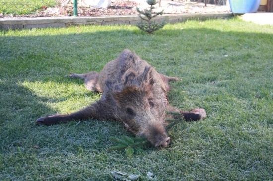 splnové prasiatko 2